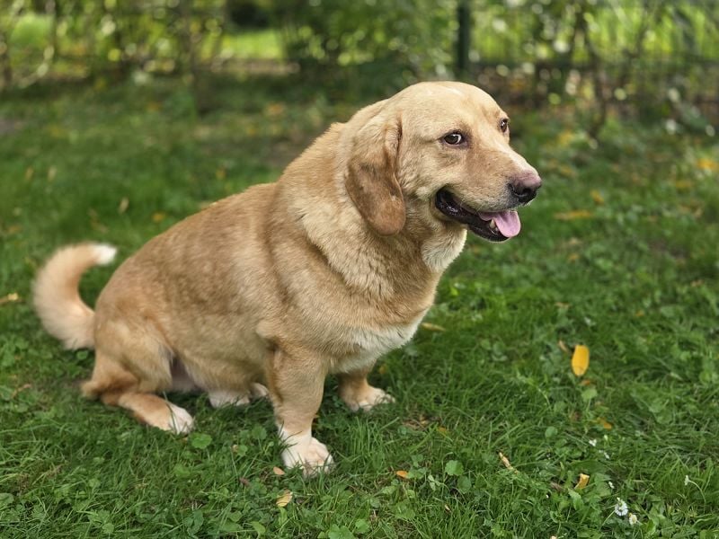 ♥KINO♥ auf Pflegestelle bei Köln - entzückender, total lieber Kuschelbär 44 cm
