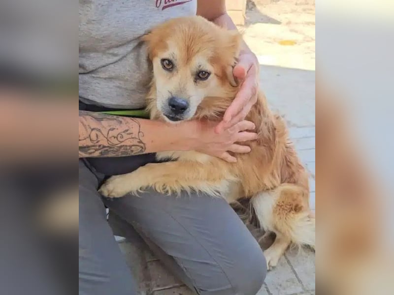♥BIFI♥ wunderschöner, verschmuster Familienhund - ein echter Herzensbrecher 40-45 cm