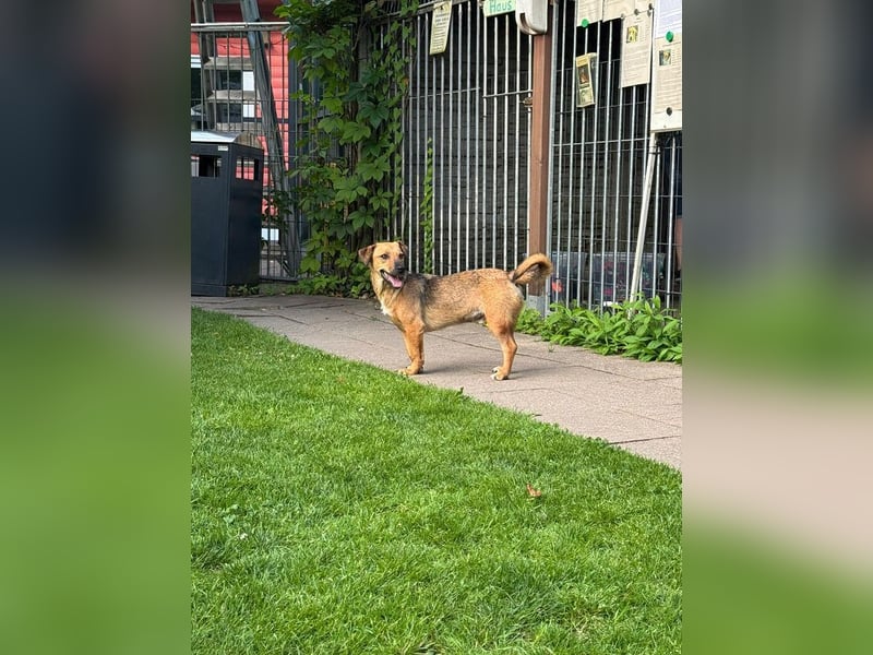 ♥NOAH♥ auf Pflegestelle bei Köln - süßer, lieber, kleiner, noch etwas vorsichtiger Junior 37 cm