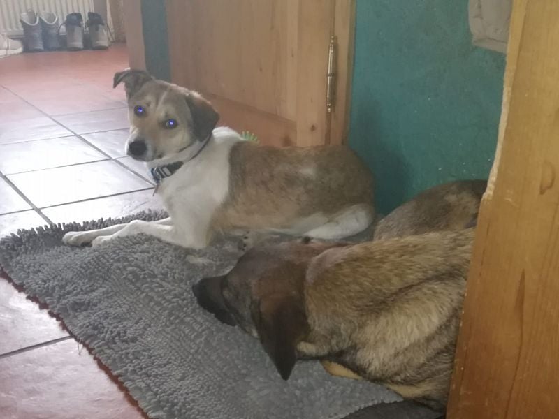 ♥JUPPI♥ auf Pflegestelle in Köln -wunderschöner, aufgeschlossener, unkomplizierter aktiver Rüde 44cm