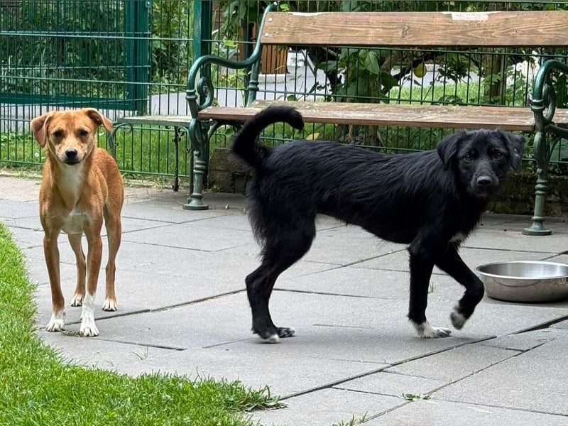 ♥PUMUCKL♥ auf Pflegestelle in Köln - zuckersüßer, sanfter, noch etwas unsicherer Junghund 41 cm