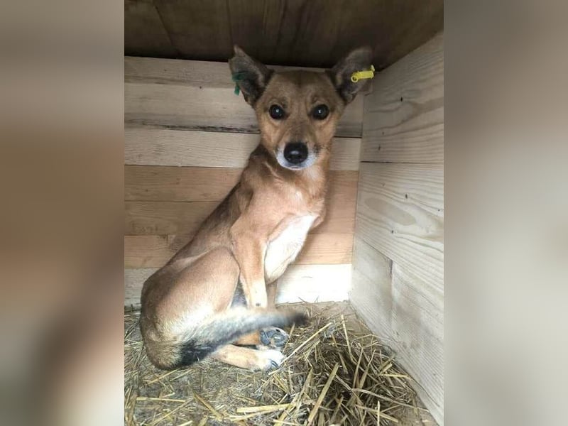 ♥AXEL♥ verschmuster, sehr menschenbezogener Traumhund 40-45 cm