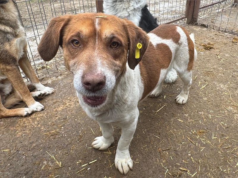 ♥JOSHI♥ entzückender, verschmuster und sanfter kleiner Rüde, der an einen Beagle erinnert 36 cm