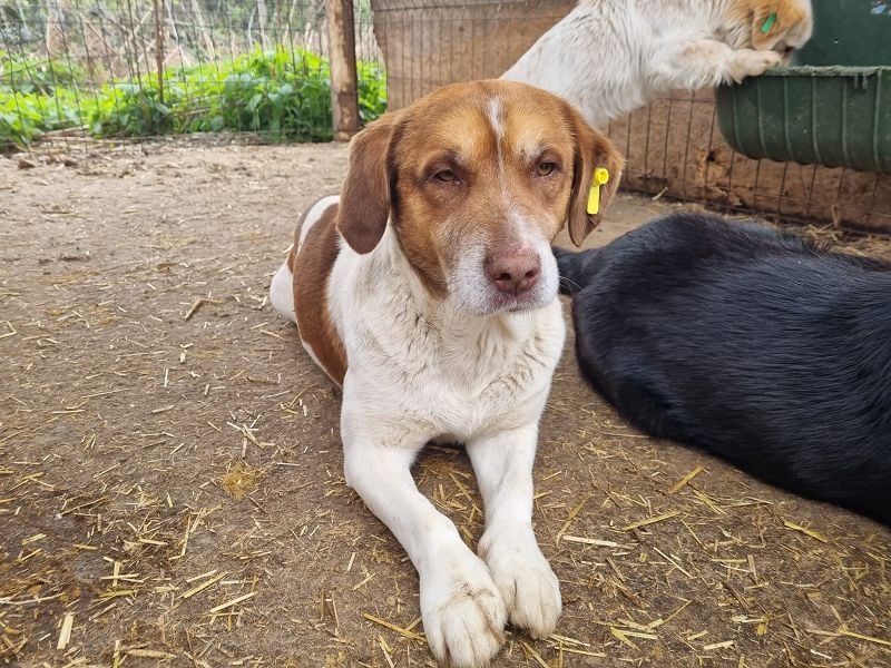 ♥JOSHI♥ entzückender, verschmuster und sanfter kleiner Rüde, der an einen Beagle erinnert 36 cm