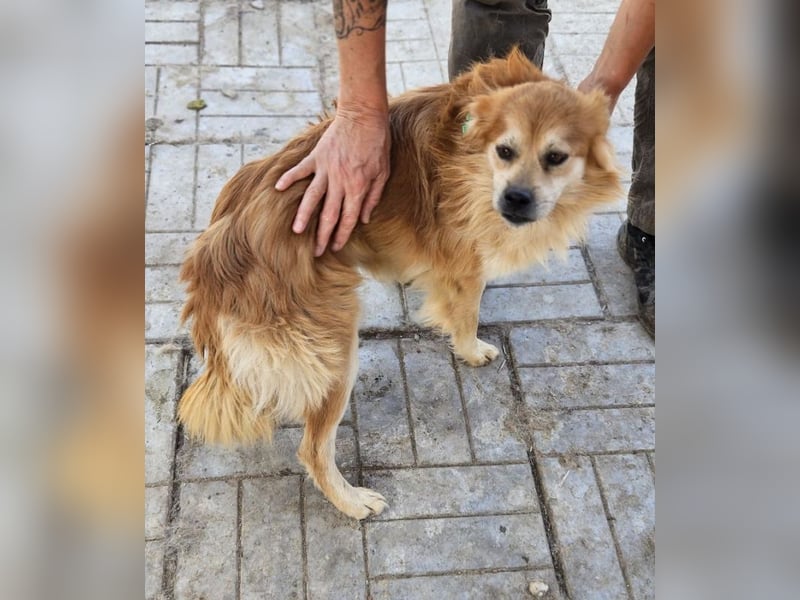 ♥BIFI♥ wunderschöner, verschmuster Familienhund - ein echter Herzensbrecher 40-45 cm