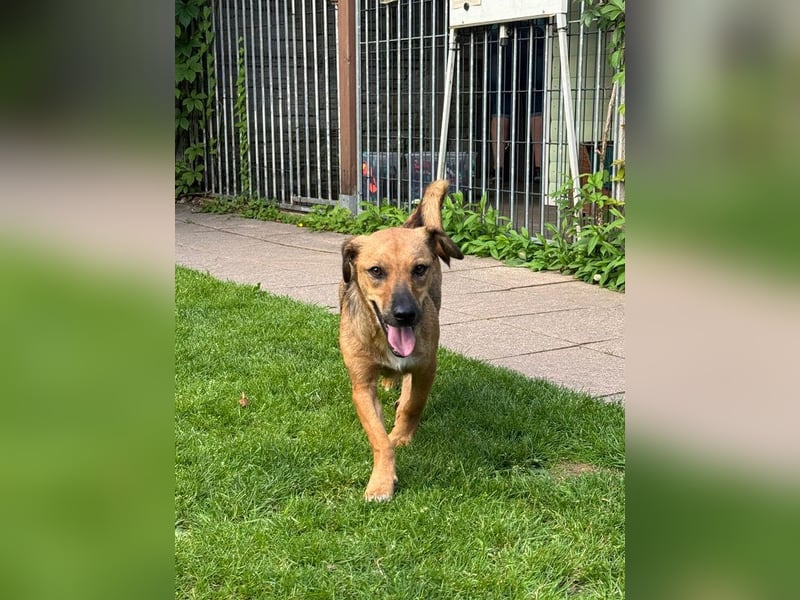 ♥NOAH♥ auf Pflegestelle bei Köln - süßer, lieber, kleiner, noch etwas vorsichtiger Junior 37 cm