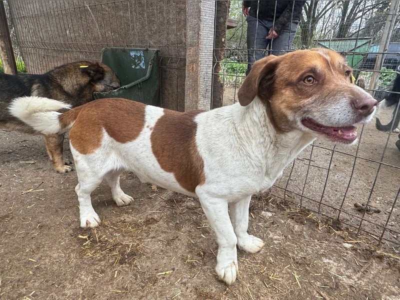 ♥JOSHI♥ entzückender, verschmuster und sanfter kleiner Rüde, der an einen Beagle erinnert 36 cm