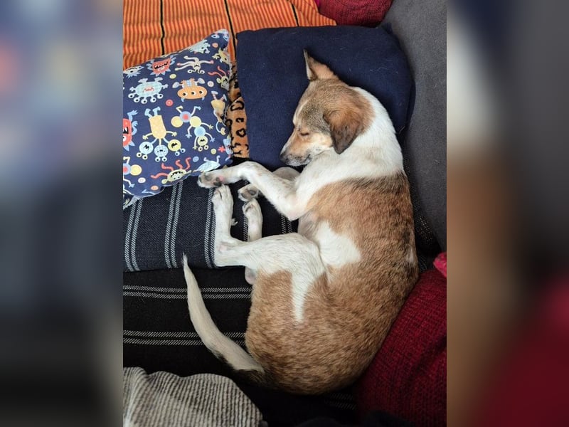 ♥JUPPI♥ auf Pflegestelle in Köln -wunderschöner, aufgeschlossener, unkomplizierter aktiver Rüde 44cm