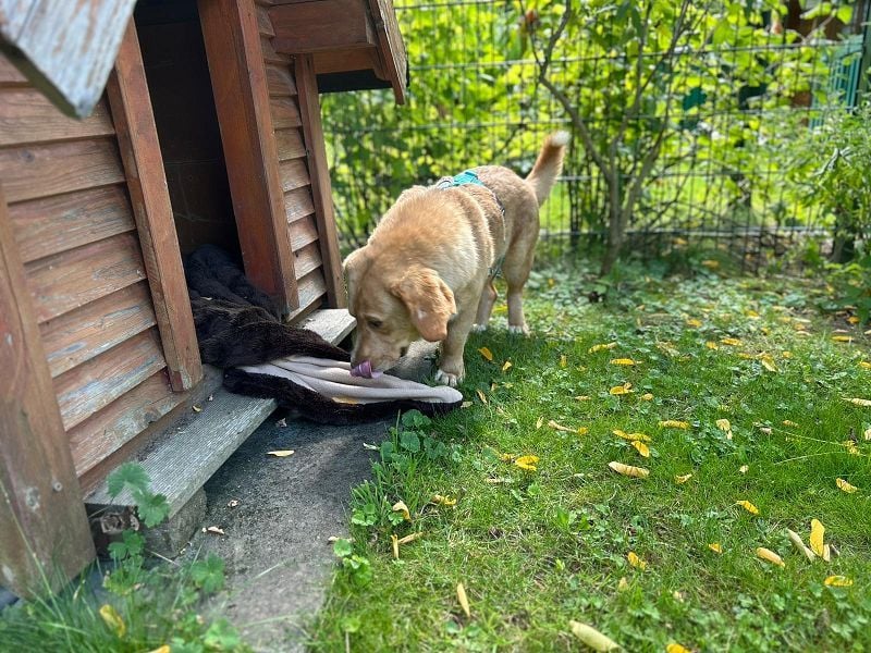♥KINO♥ auf Pflegestelle bei Köln - entzückender, total lieber Kuschelbär 44 cm