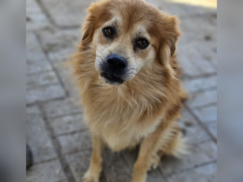 ♥BIFI♥ wunderschöner, verschmuster Familienhund - ein echter Herzensbrecher 40-45 cm