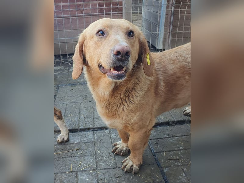 ♥KINO♥ entzückender, verschmuster kleiner Rüde mit einem Herz aus Gold 41 cm