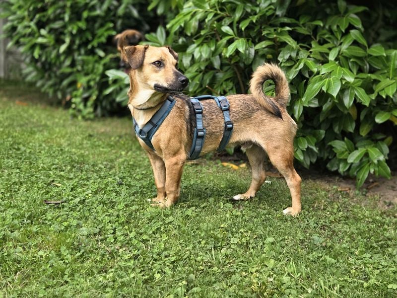♥NOAH♥ auf Pflegestelle bei Köln - süßer, lieber, kleiner, noch etwas vorsichtiger Junior 37 cm
