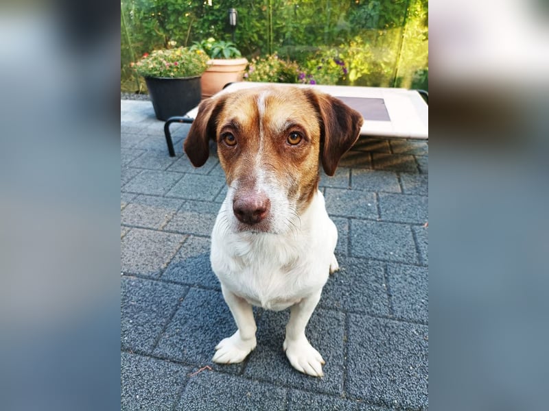 ♥JOSHI♥ auf Pflegestelle bei Aachen - entzückender, verschmuster, ruhiger Rüde 39 cm