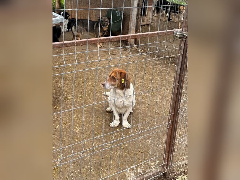 ♥JOSHI♥ entzückender, verschmuster und sanfter kleiner Rüde, der an einen Beagle erinnert 36 cm