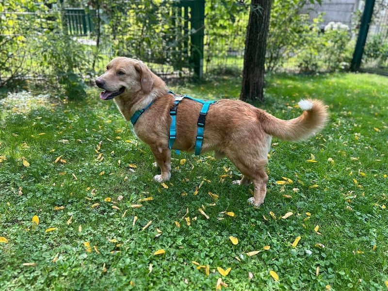 ♥KINO♥ auf Pflegestelle bei Köln - entzückender, total lieber Kuschelbär 44 cm