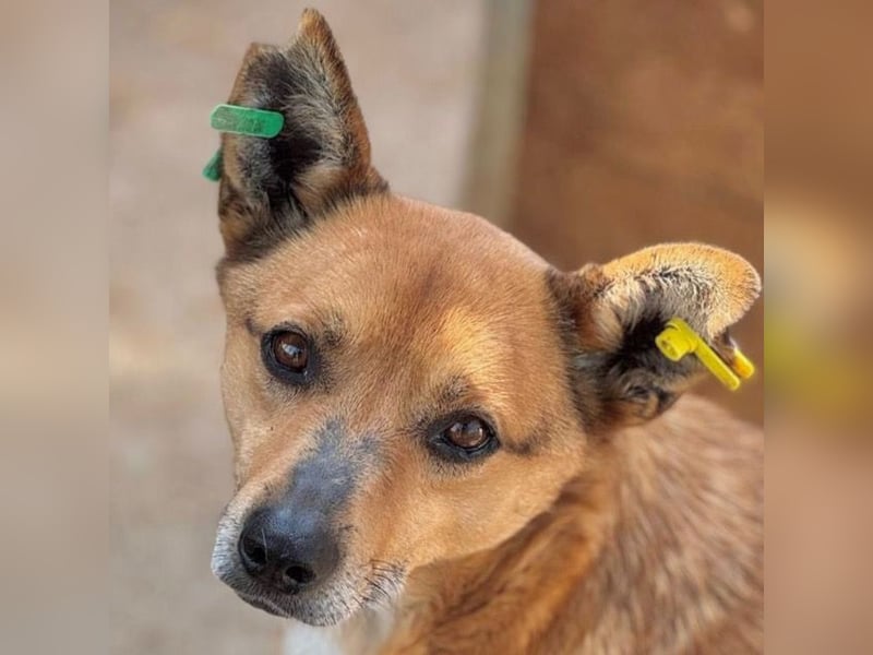 ♥AXEL♥ verschmuster, sehr menschenbezogener Traumhund 40-45 cm