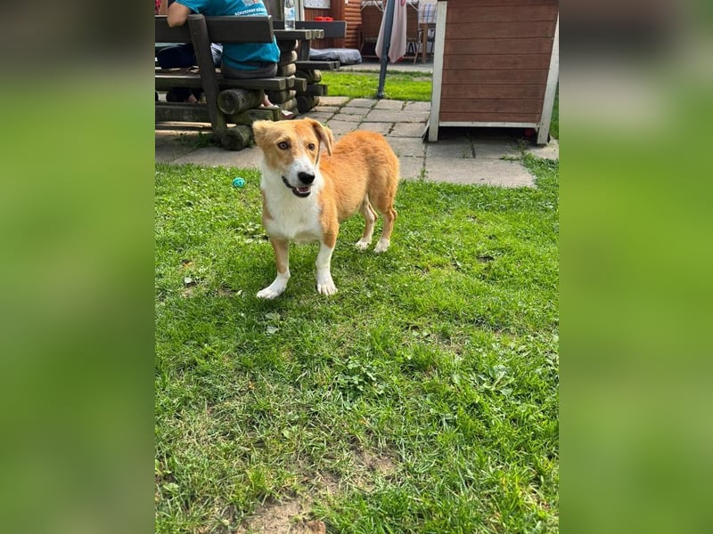 ♥JIMMY♥ auf Pflegestelle bei Duisburg - bezaubernder, verschmuster Junior 39 cm (etwas wachsend)