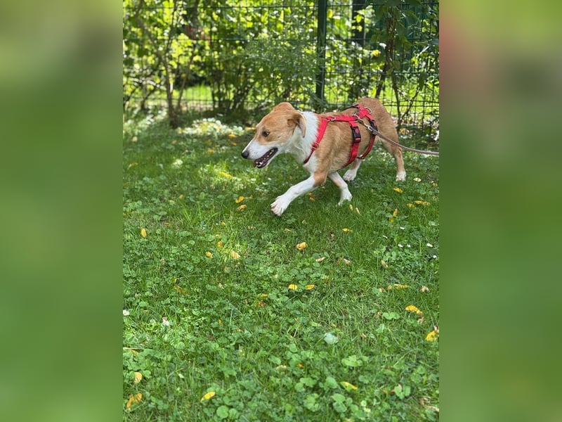 ♥JIMMY♥ auf Pflegestelle bei Duisburg - bezaubernder, verschmuster Junior 39 cm (etwas wachsend)