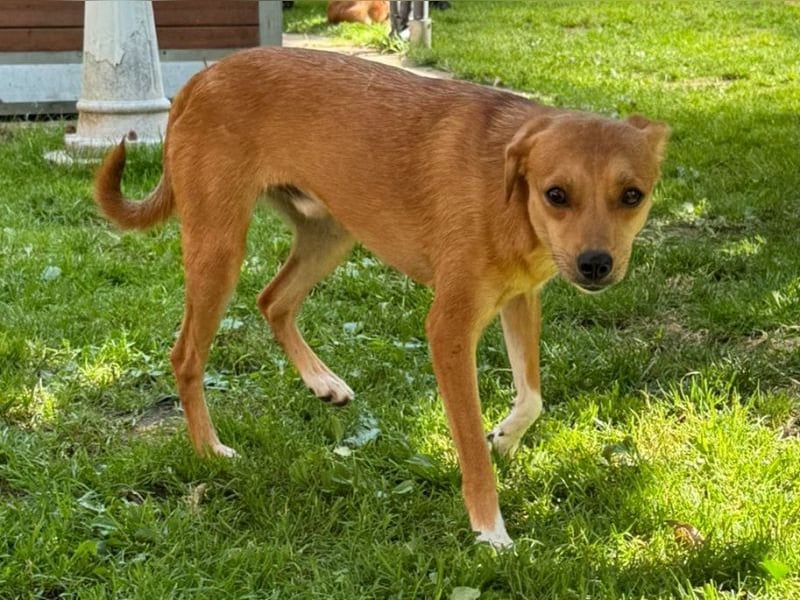 ♥PUMUCKL♥ auf Pflegestelle in Köln - zuckersüßer, sanfter, noch etwas unsicherer Junghund 41 cm