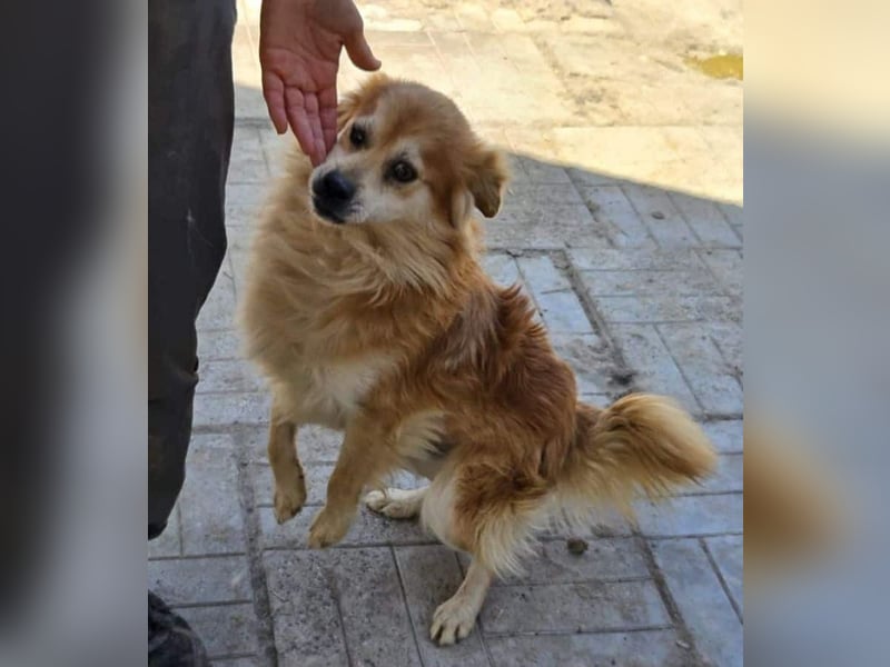 ♥BIFI♥ wunderschöner, verschmuster Familienhund - ein echter Herzensbrecher 40-45 cm