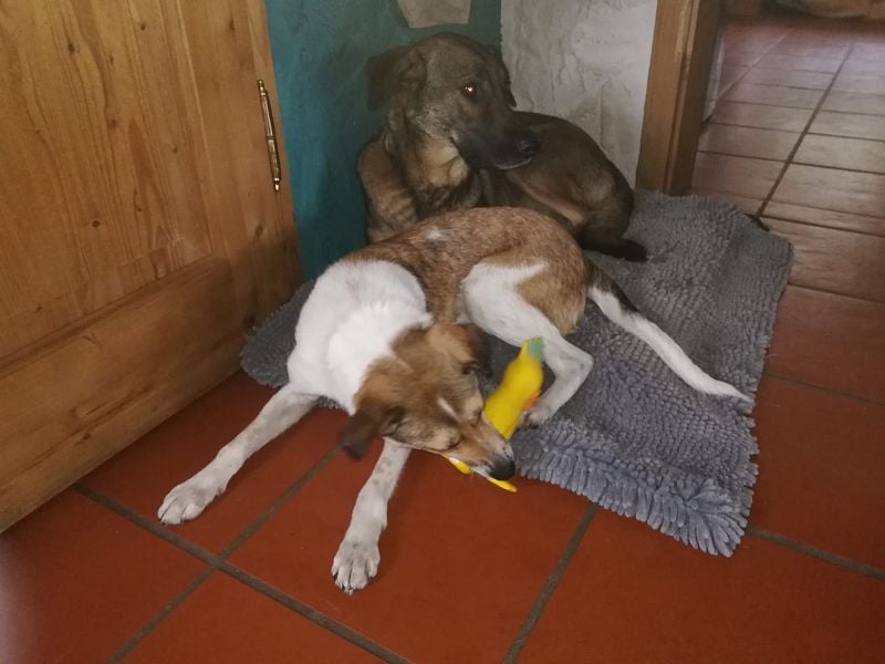 ♥JUPPI♥ auf Pflegestelle in Köln -wunderschöner, aufgeschlossener, unkomplizierter aktiver Rüde 44cm