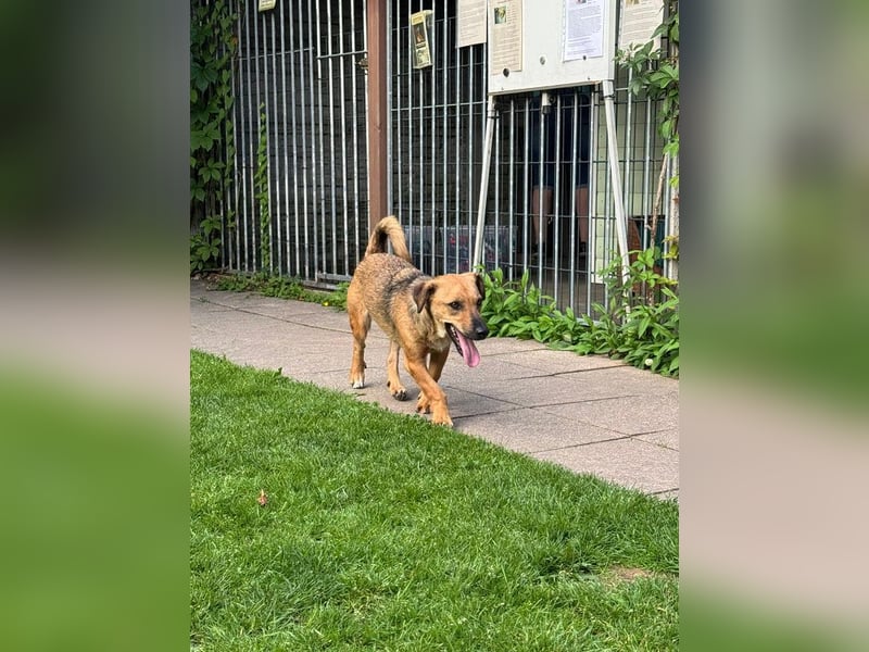 ♥NOAH♥ auf Pflegestelle bei Köln - süßer, lieber, kleiner, noch etwas vorsichtiger Junior 37 cm