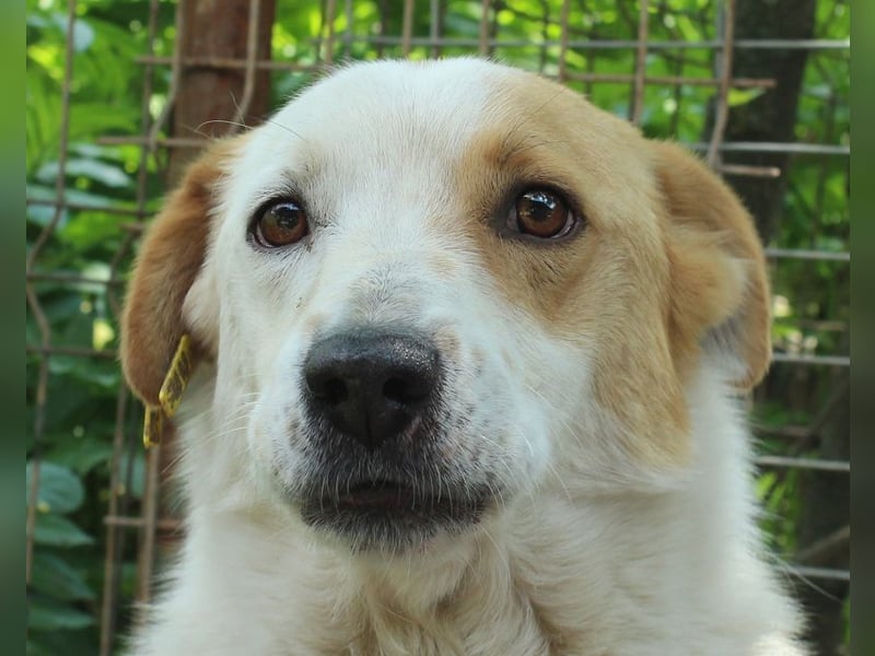 ♥ALAN♥ hübsche, offene, liebe Seele von Hund 45 cm