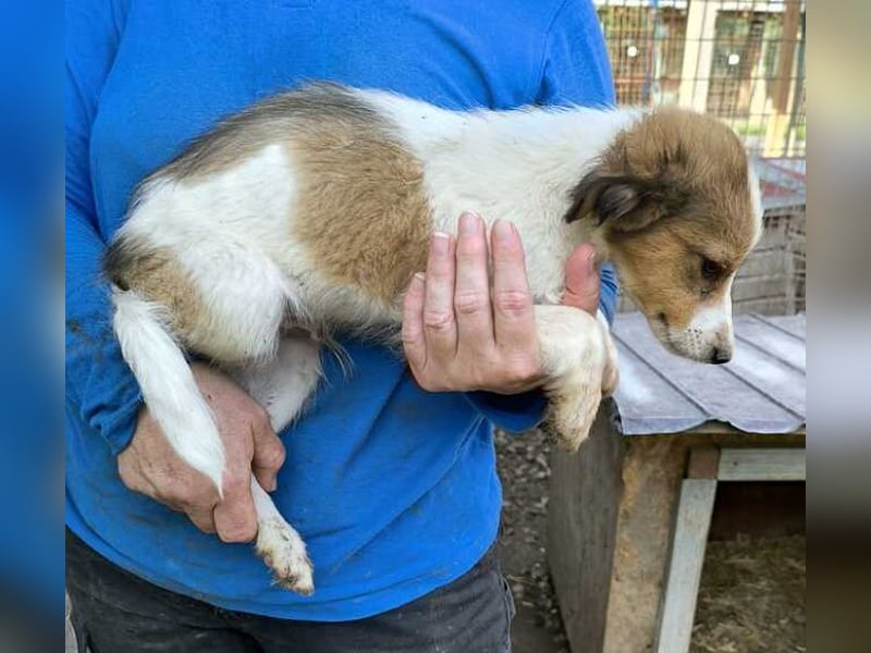 ♥PICCOLO♥ ab 6. Sep auf PS bei Duisburg - zuckersüßer, verspielter Welpe 25-30 cm - wird mittelgroß