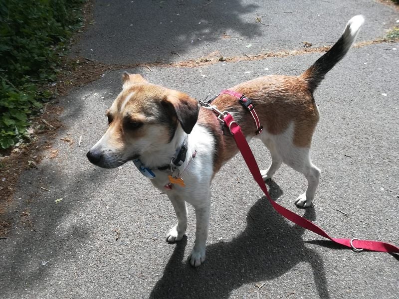♥JUPPI♥ auf Pflegestelle in Köln -wunderschöner, aufgeschlossener, unkomplizierter aktiver Rüde 44cm