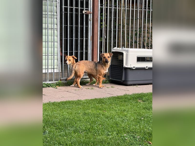 ♥NOAH♥ auf Pflegestelle bei Köln - süßer, lieber, kleiner, noch etwas vorsichtiger Junior 37 cm
