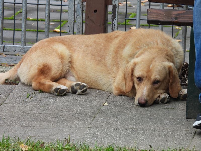 ♥KINO♥ auf Pflegestelle bei Köln - entzückender, total lieber Kuschelbär 44 cm