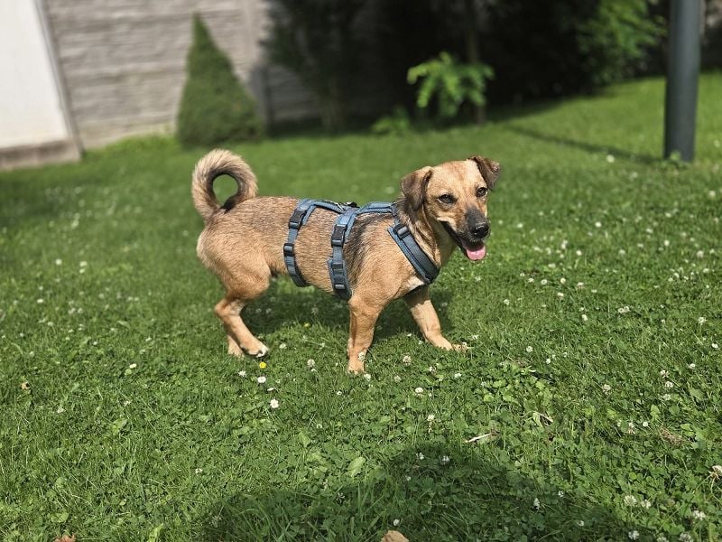 ♥NOAH♥ auf Pflegestelle bei Aachen- süßer, verschmuster, ruhiger, ausgeglichener kleiner Junior 37cm