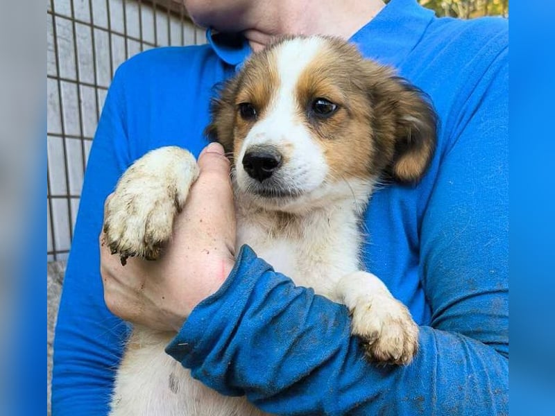 ♥PICCOLO♥ ab 6. Sep auf PS bei Duisburg - zuckersüßer, verspielter Welpe 25-30 cm - wird mittelgroß
