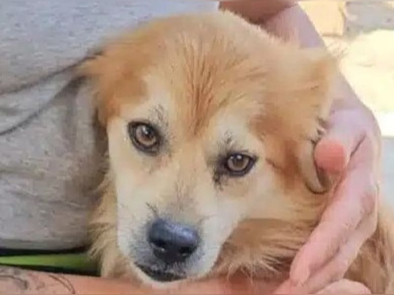♥BIFI♥ wunderschöner, verschmuster Familienhund - ein echter Herzensbrecher 40-45 cm