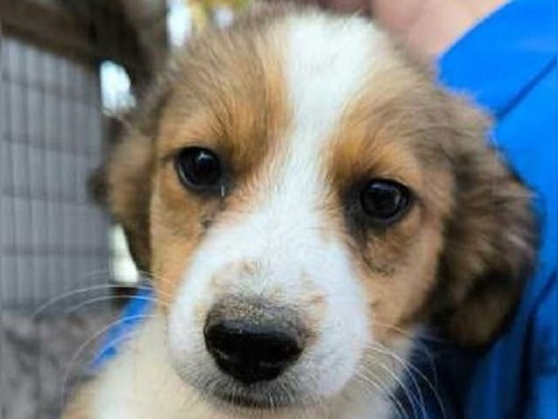 ♥PICCOLO♥ ab 6. Sep auf PS bei Duisburg - zuckersüßer, verspielter Welpe 25-30 cm - wird mittelgroß