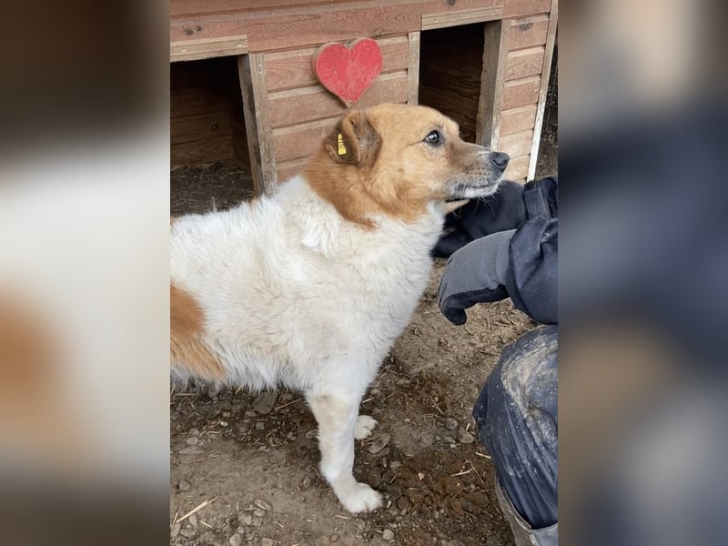 ♥FRIDO♥ sanfter, sehr menschenbezogener, geduldiger Rüde 51 cm