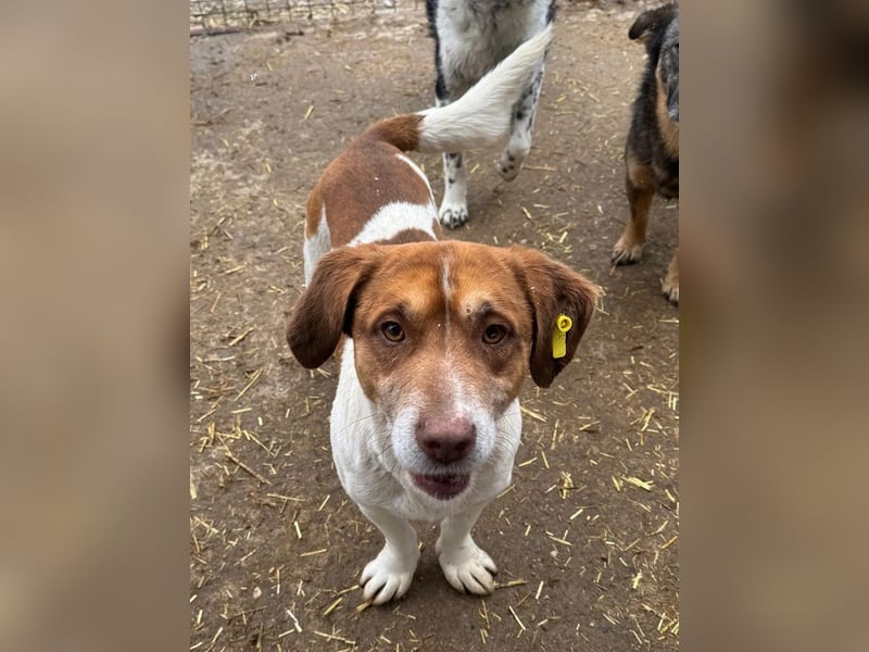 ♥JOSHI♥ entzückender, verschmuster und sanfter kleiner Rüde, der an einen Beagle erinnert 36 cm