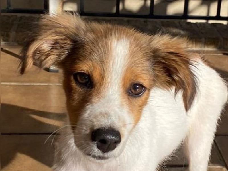 ♥PICCOLO♥ neu auf Pflegestelle bei Duisburg - zuckersüßer, verspielter Welpe 30cm (wachsend)