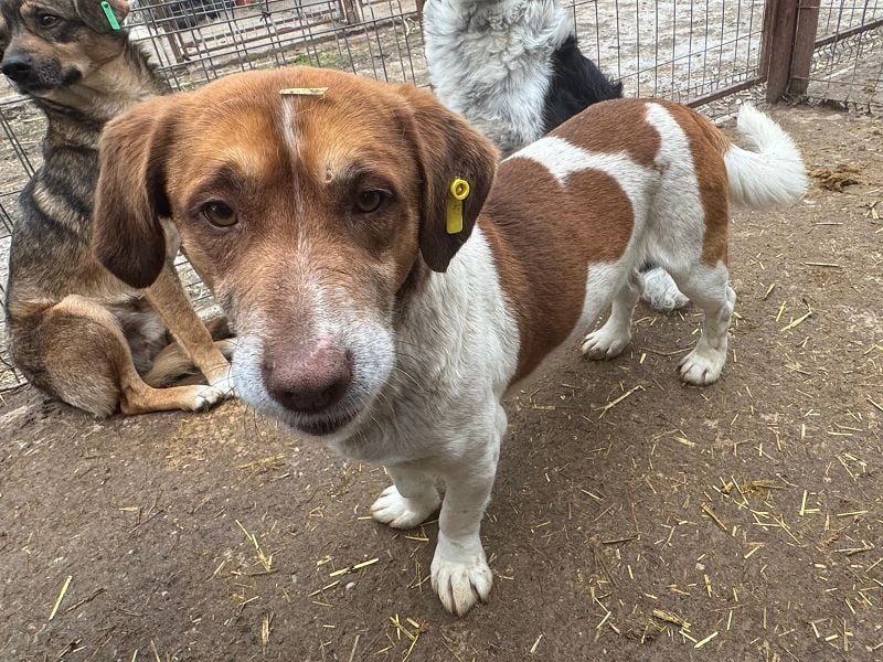 ♥JOSHI♥ entzückender, verschmuster und sanfter kleiner Rüde, der an einen Beagle erinnert 36 cm