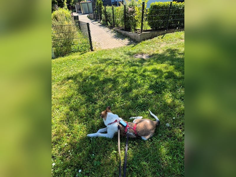 ♥JUPPI♥ auf Pflegestelle in Köln -wunderschöner, aufgeschlossener, unkomplizierter aktiver Rüde 44cm