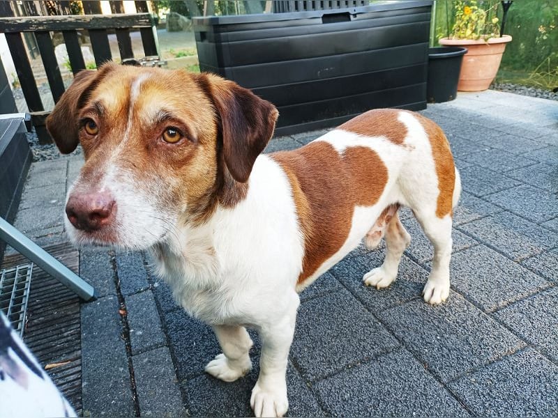♥JOSHI♥ auf Pflegestelle bei Aachen - entzückender, verschmuster, ruhiger Rüde 39 cm
