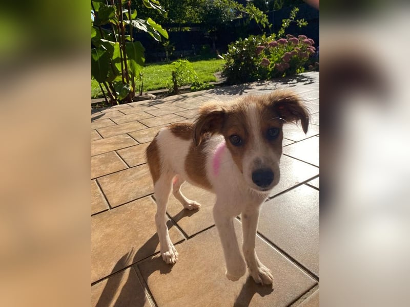 ♥PICCOLO♥ neu auf Pflegestelle bei Duisburg - zuckersüßer, verspielter Welpe 30cm (wachsend)