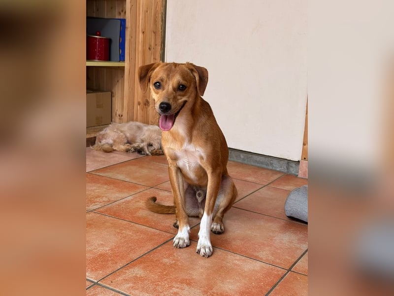 ♥PUMUCKL♥ auf Pflegestelle in Köln - zuckersüßer, sanfter, noch etwas unsicherer Junghund 41 cm