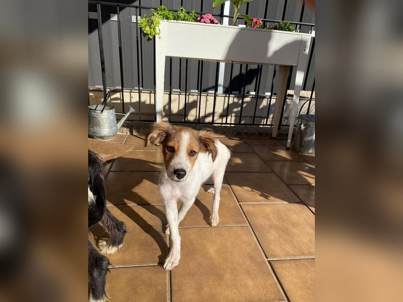 ♥PICCOLO♥ neu auf Pflegestelle bei Duisburg - zuckersüßer, verspielter Welpe 30cm (wachsend)