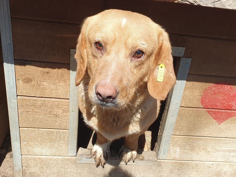 ♥KINO♥ entzückender, verschmuster kleiner Rüde mit einem Herz aus Gold 41 cm