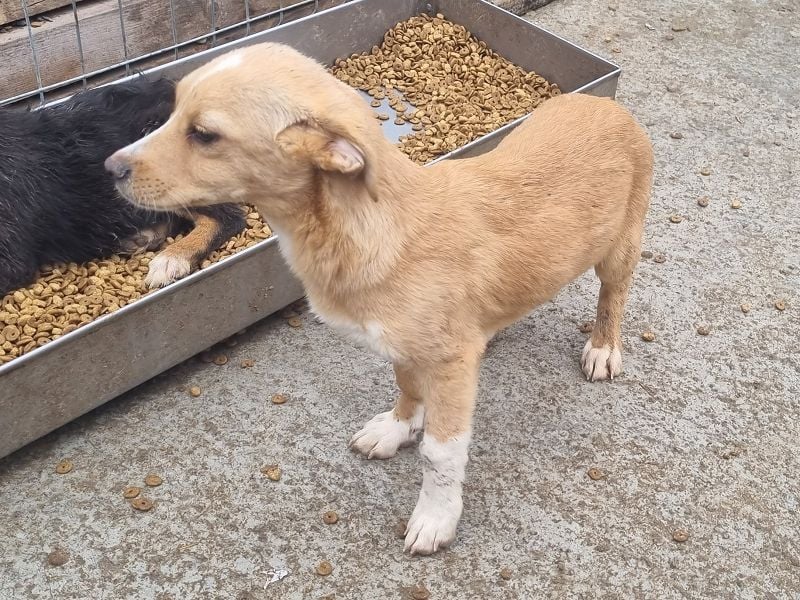 ♥MIKA♥ niedlicher, bildschöner Welpe,der noch etwas erschrocken in die Kamera schaut 31cm (wachsend)