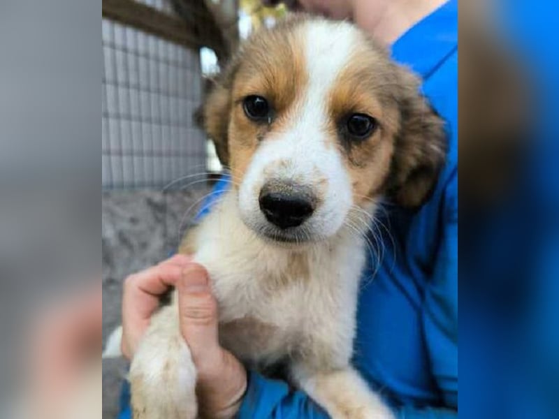 ♥PICCOLO♥ ab 6. Sep auf PS bei Duisburg - zuckersüßer, verspielter Welpe 25-30 cm - wird mittelgroß
