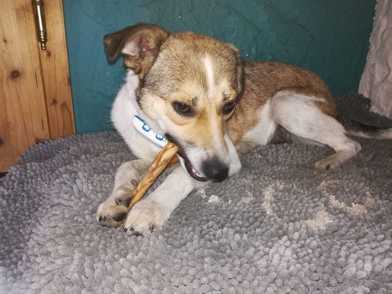 ♥JUPPI♥ auf Pflegestelle in Köln -wunderschöner, aufgeschlossener, unkomplizierter aktiver Rüde 44cm