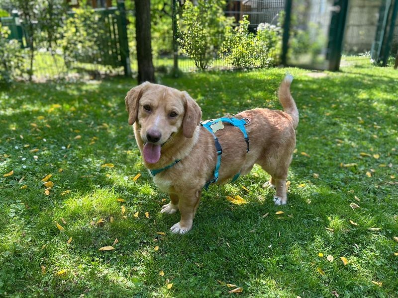 ♥KINO♥ auf Pflegestelle bei Köln - entzückender, total lieber Kuschelbär 44 cm