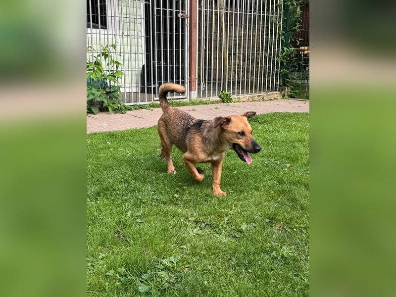 ♥NOAH♥ auf Pflegestelle bei Köln - süßer, lieber, kleiner, noch etwas vorsichtiger Junior 37 cm